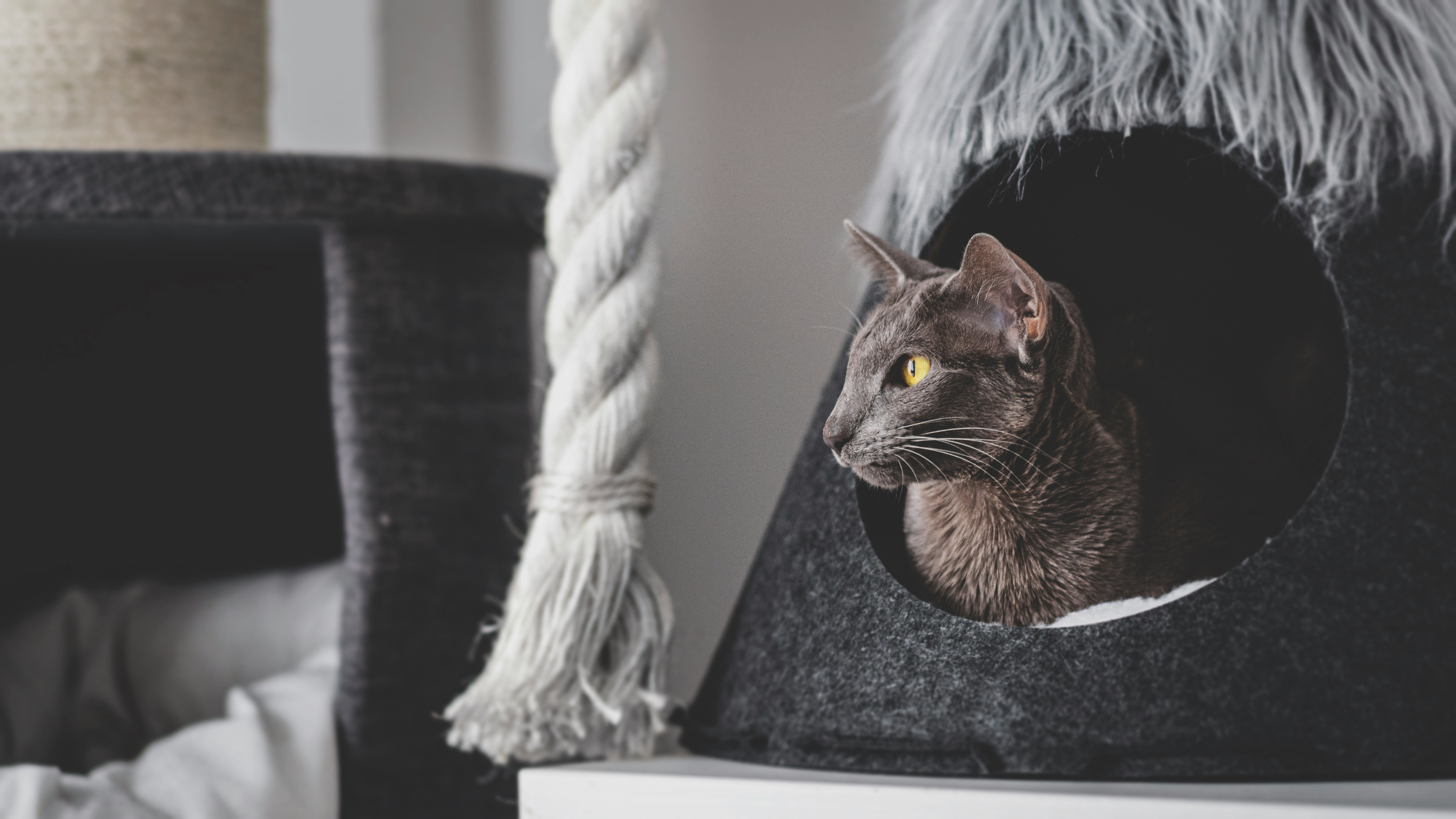 brown tabby cat on black wooden table